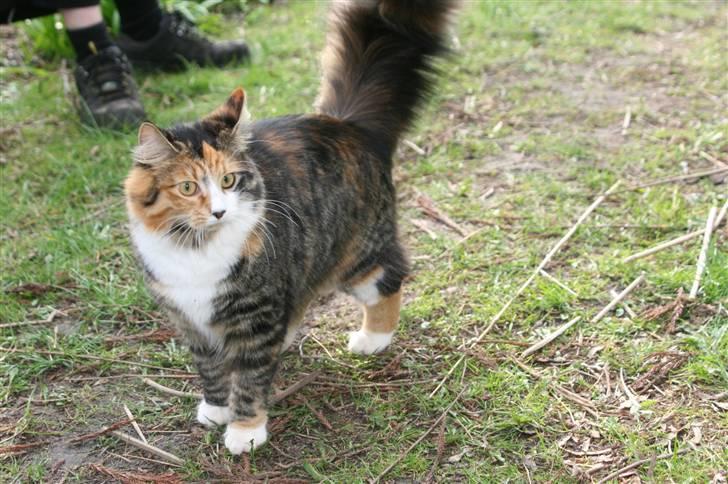 Blanding af racer Sif billede 10