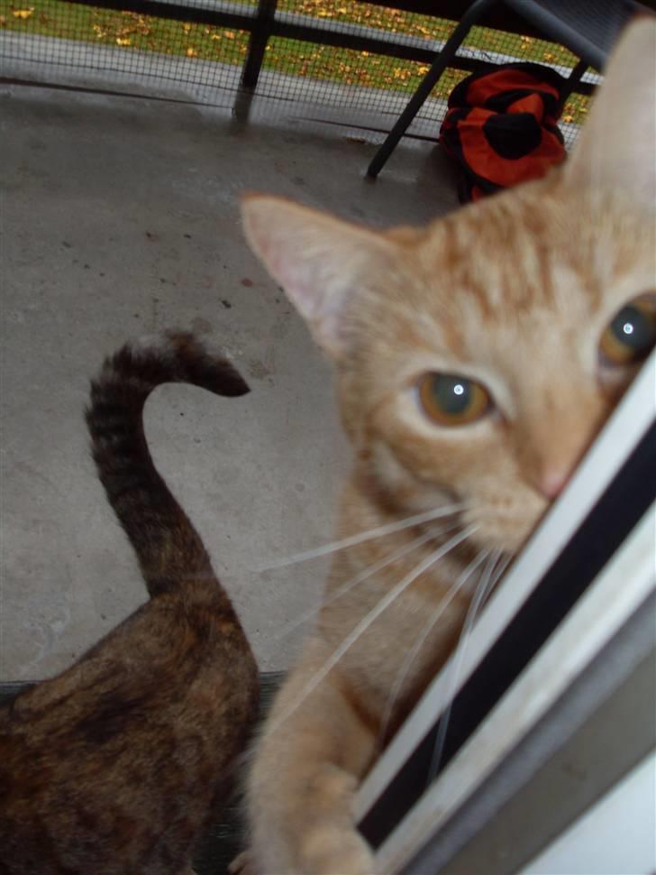 Huskat Rasmus født 17. okt. - Skal vi lege.... billede 1