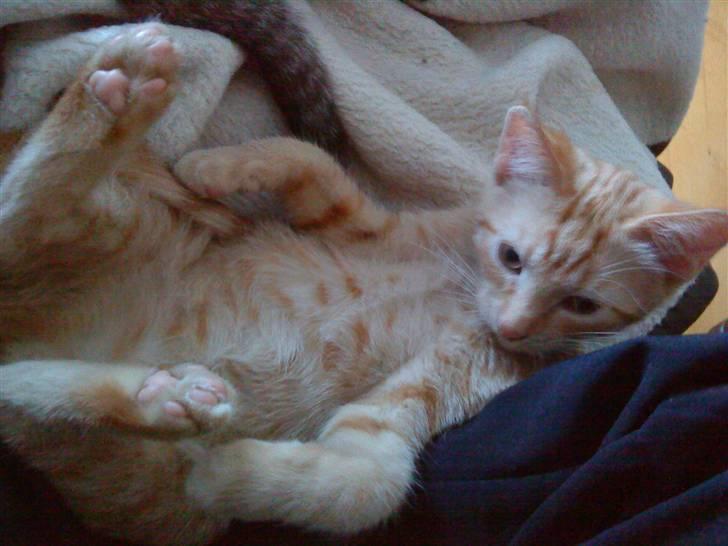 Huskat Rasmus født 17. okt. - "Ja, man er vel en rigtig  HANKAT.."  billede 2