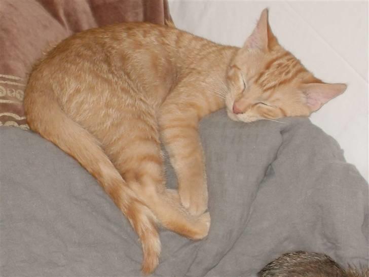 Huskat Rasmus født 17. okt. - Uhhmmm findes der noget bedre end en skøn lur??? billede 3