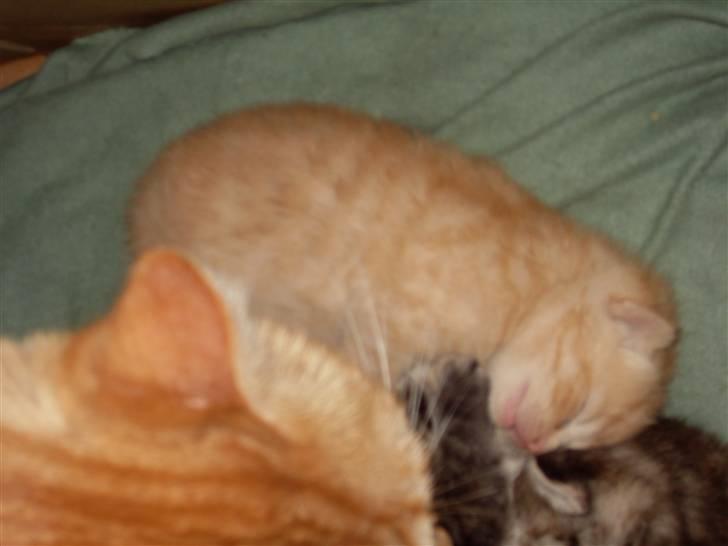 Huskat Rasmus født 17. okt. - Rasmus er ca 2-3 uger på det her billede :) billede 4