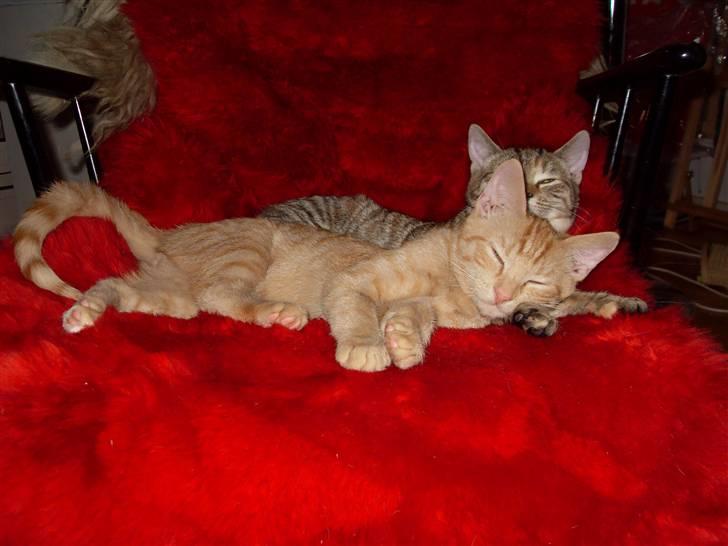 Huskat Rasmus født 17. okt. - Bror og Søster kan bare ikke undværer hinanden.. billede 5