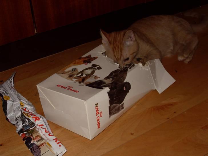 Huskat Rasmus født 17. okt. - Den her kasse er bare skøn at lege med!!!.. billede 6