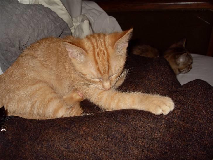 Huskat Rasmus født 17. okt. - Jaaa jeg blev lige lidt træt.. gaaab... billede 7