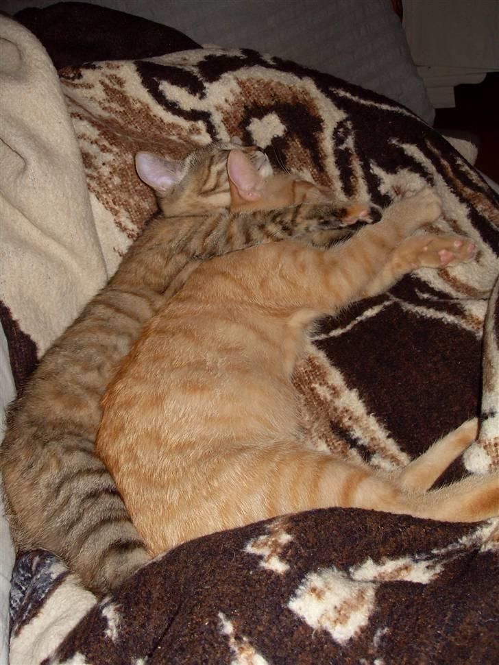 Huskat Rasmus født 17. okt. - Ahhh skønt at ligge og putte.. billede 8