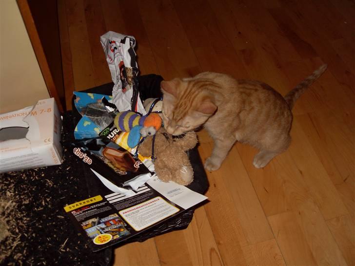 Huskat Rasmus født 17. okt. - Uhhh hvad skal jeg dog vælge at lege med nu.... billede 9