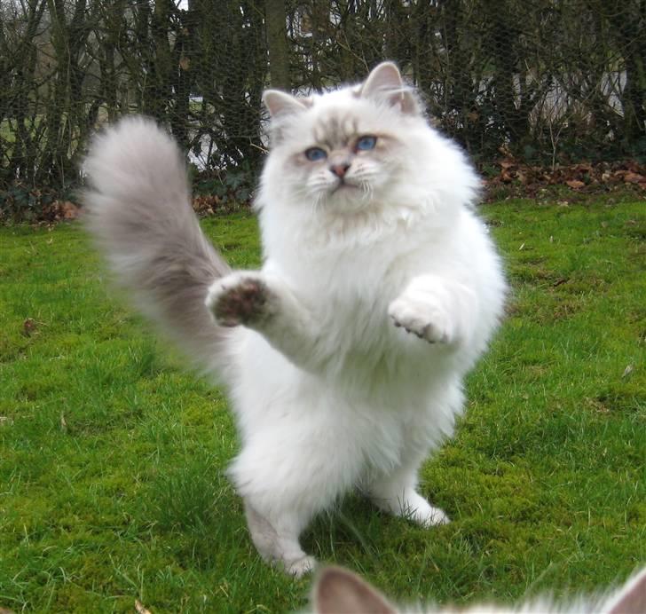 Hellig Birma Wehnert´s I Am Legend - I Am Legend, 9 mrd. gammel og i hopla i kattehaven billede 1