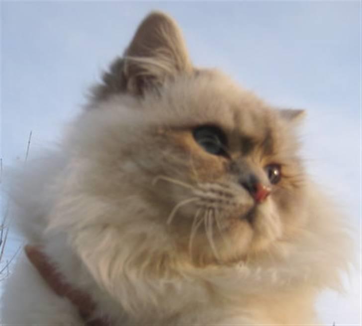 Hellig Birma Wehnert´s I Am Legend billede 2