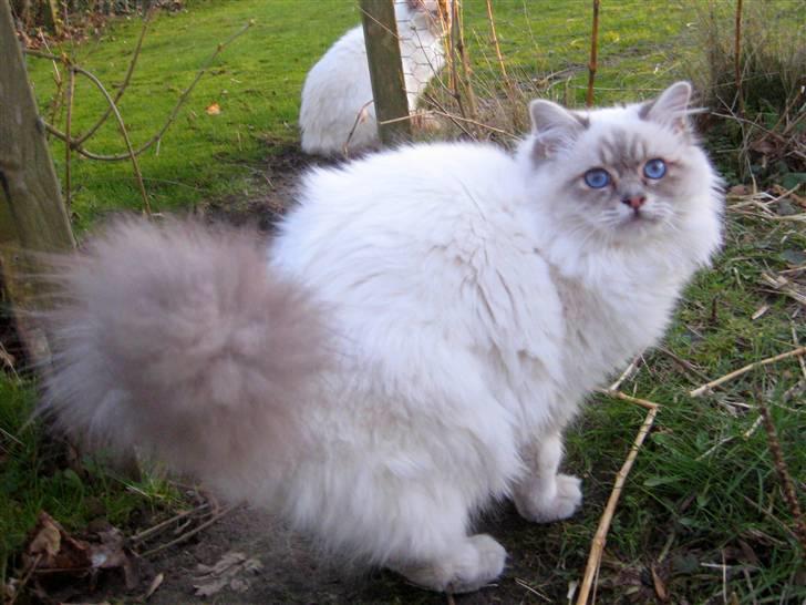 Hellig Birma Wehnert´s I Am Legend - Legend 8 mrd. billede 3