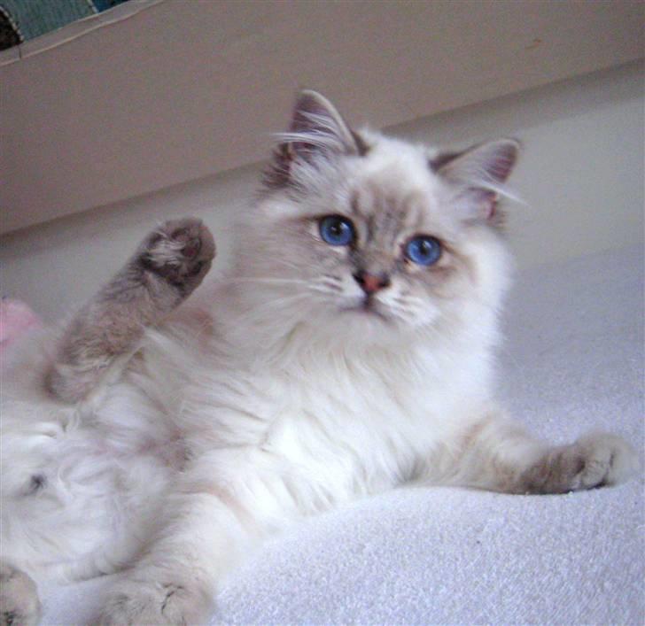 Hellig Birma Wehnert´s I Am Legend - Legend 6 mrd. billede 4