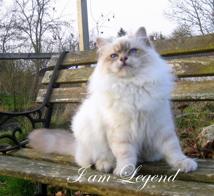 Hellig Birma Wehnert´s I Am Legend - Legend 9 mrd. gammel - på bænken billede 5