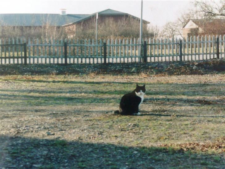 Blanding af racer Hans Chresten billede 1