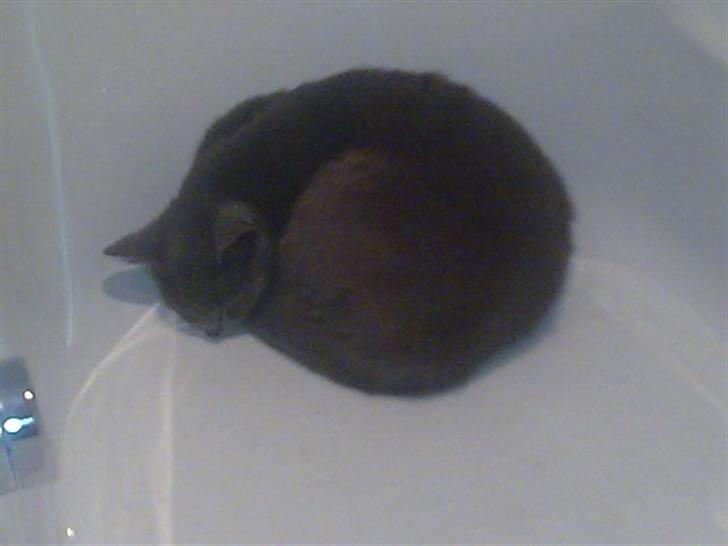 Blanding af racer Feline billede 7