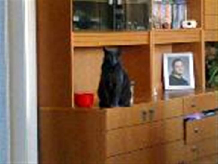 Blanding af racer Feline billede 8