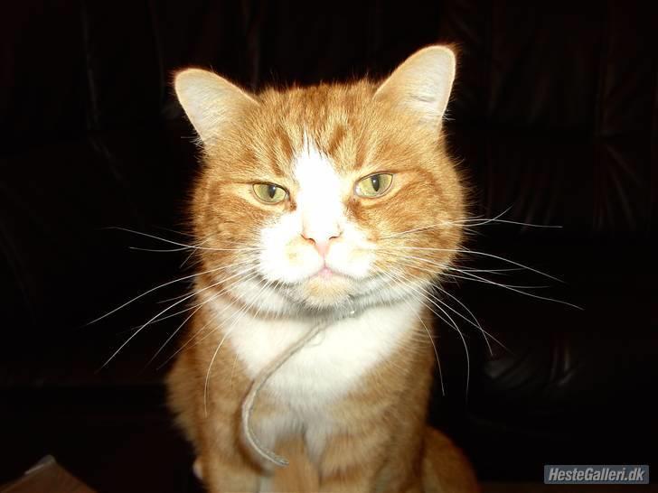 Blanding af racer Oluf billede 1