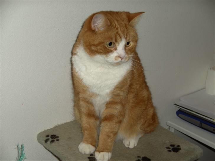 Blanding af racer Oluf billede 2