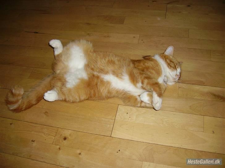 Blanding af racer Oluf billede 3