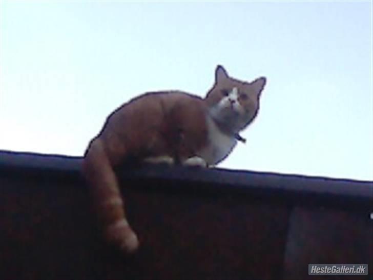 Blanding af racer Oluf billede 4