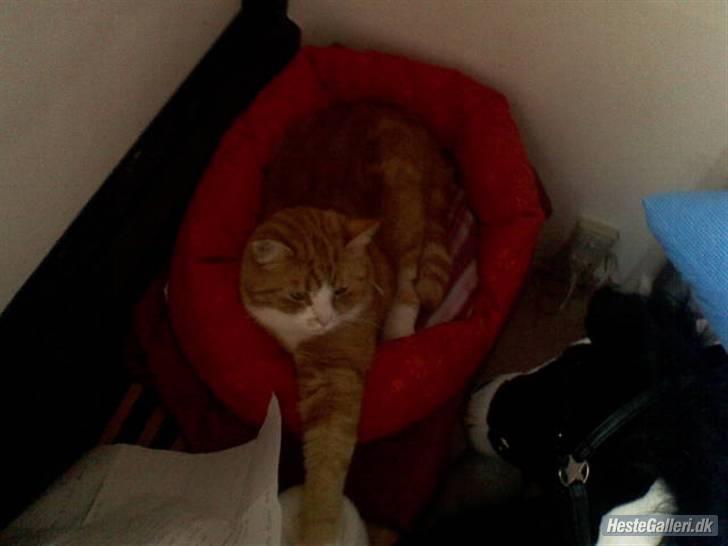 Blanding af racer Oluf billede 5