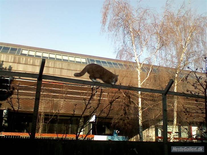 Blanding af racer Oluf billede 6