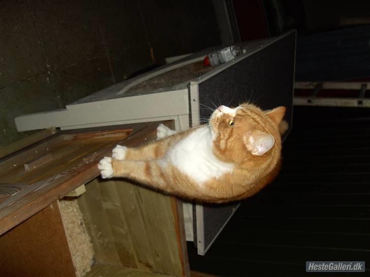 Blanding af racer Oluf billede 7