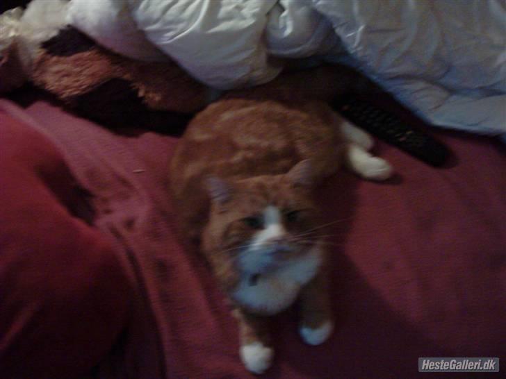 Blanding af racer Oluf billede 8