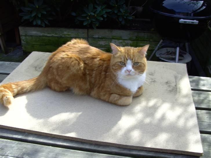 Blanding af racer Oluf billede 9