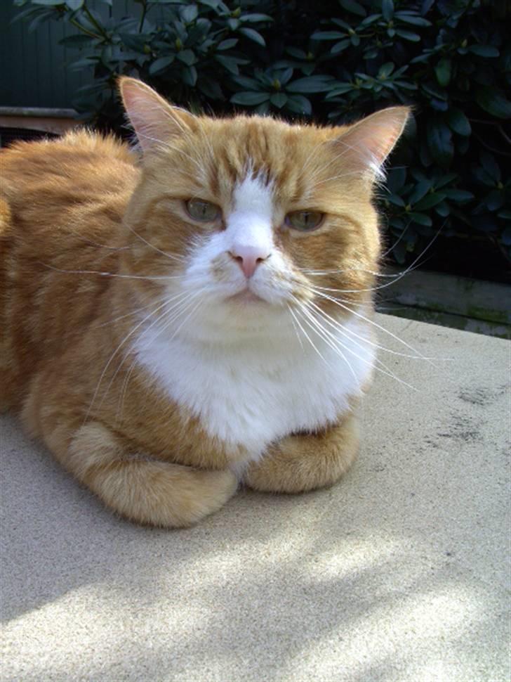 Blanding af racer Oluf billede 10