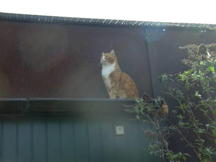 Blanding af racer Oluf billede 11