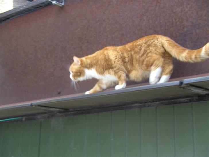 Blanding af racer Oluf billede 12