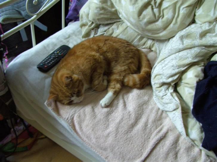 Blanding af racer Oluf billede 13