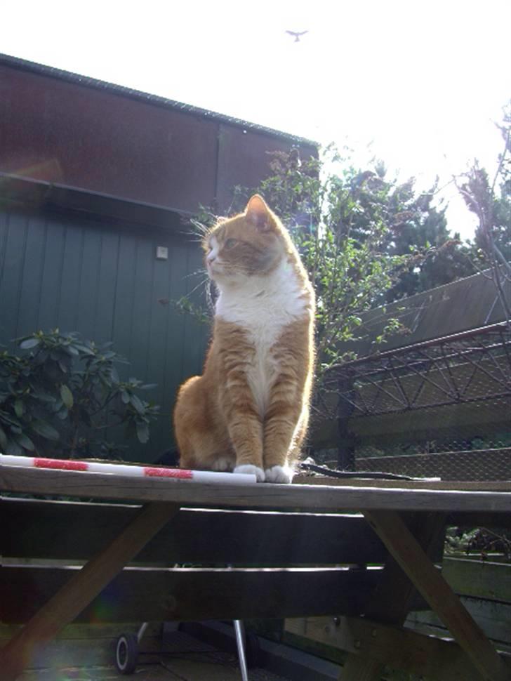 Blanding af racer Oluf billede 14