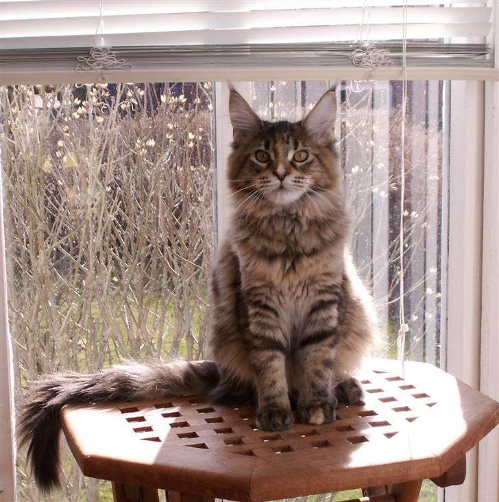 Maine Coon (N) Lilletun´s Papaya billede 7