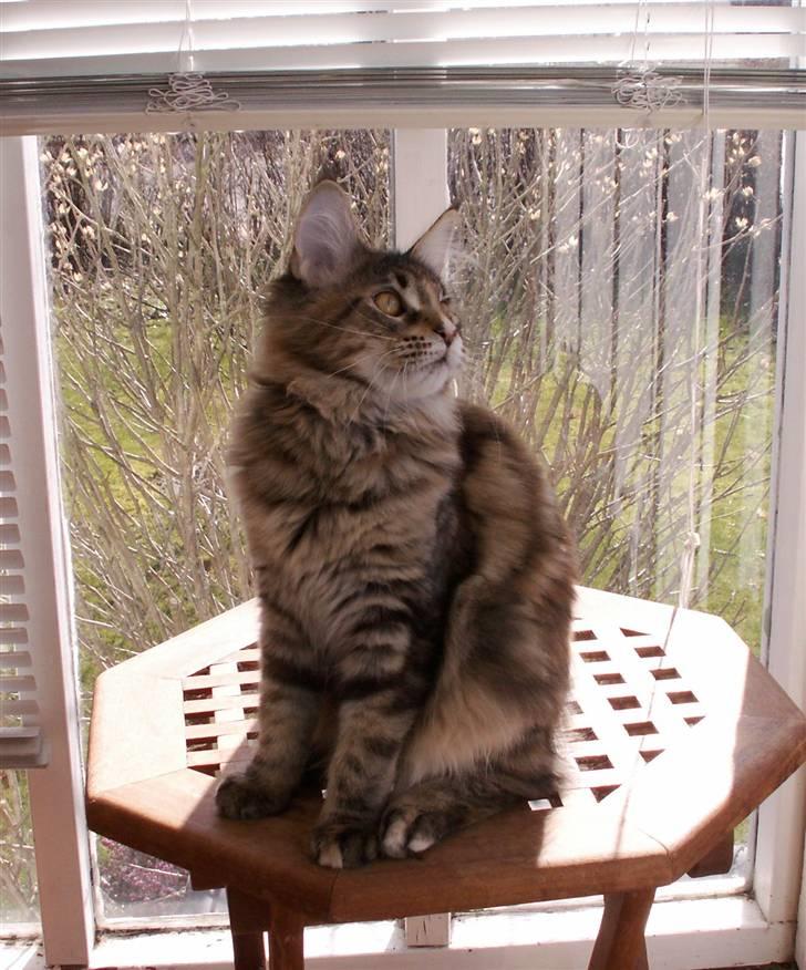 Maine Coon (N) Lilletun´s Papaya billede 8