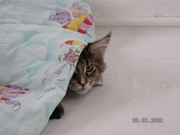 Maine Coon (N) Lilletun´s Papaya billede 9