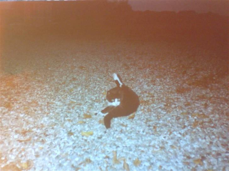 Blanding af racer Hans Chresten billede 4