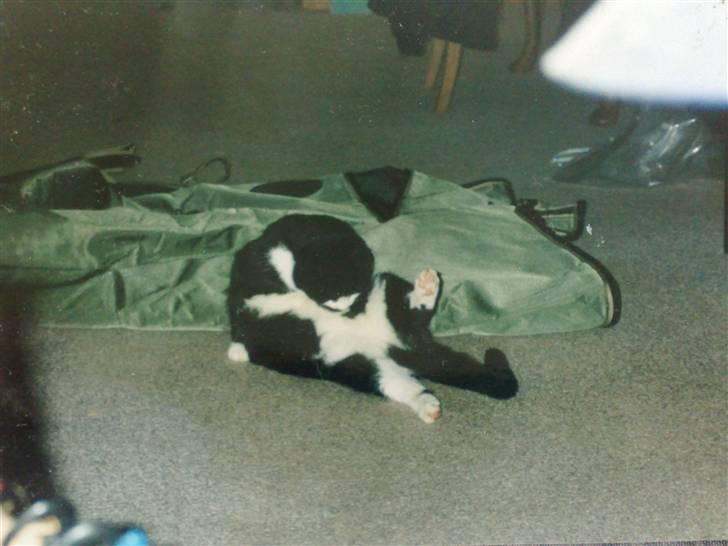 Blanding af racer Hans Chresten billede 5