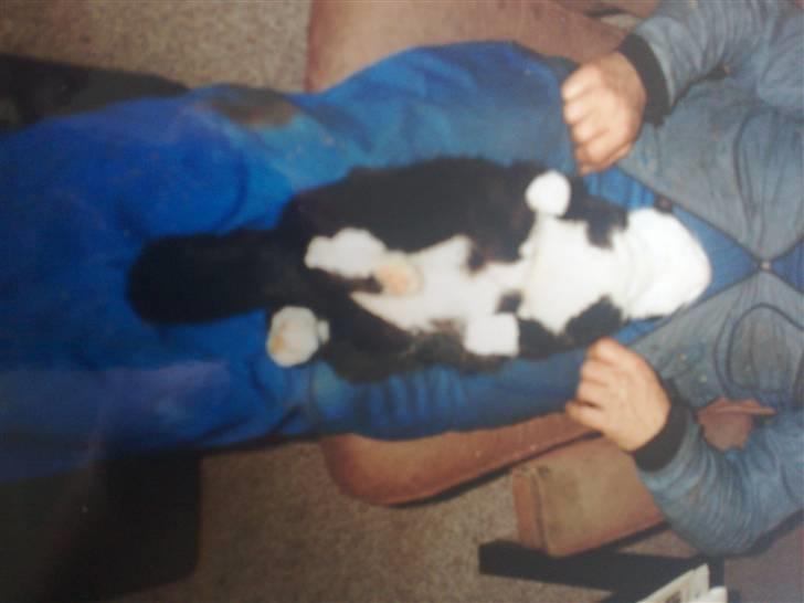 Blanding af racer Hans Chresten billede 6