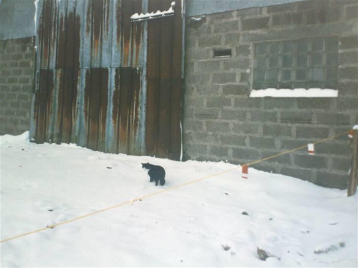 Blanding af racer Hans Chresten billede 8