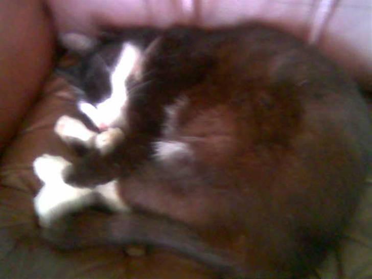 Blanding af racer Hans Chresten billede 10