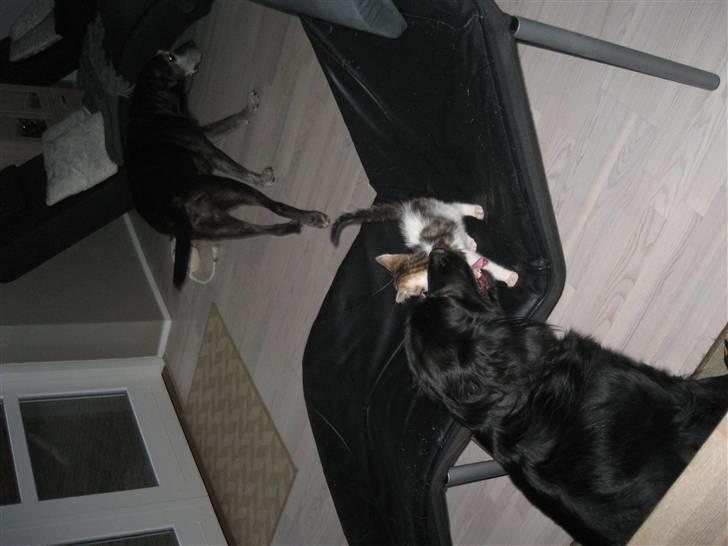 Blanding af racer Basse billede 3