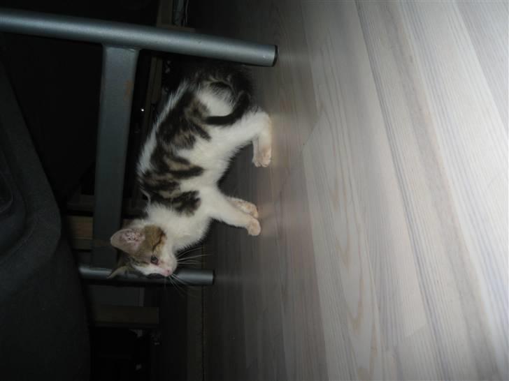 Blanding af racer Basse billede 4