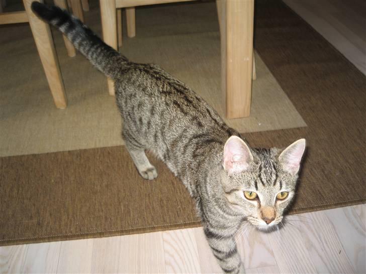 Blanding af racer knæk billede 1