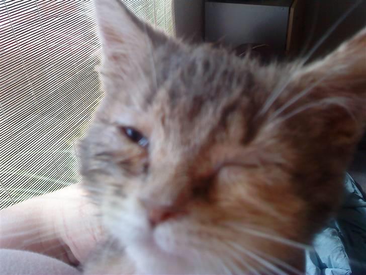 Blanding af racer tigerlilly  r.i.p billede 6