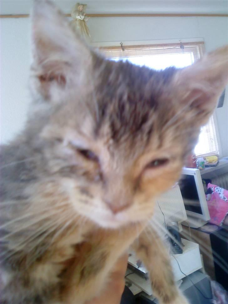 Blanding af racer tigerlilly  r.i.p billede 7