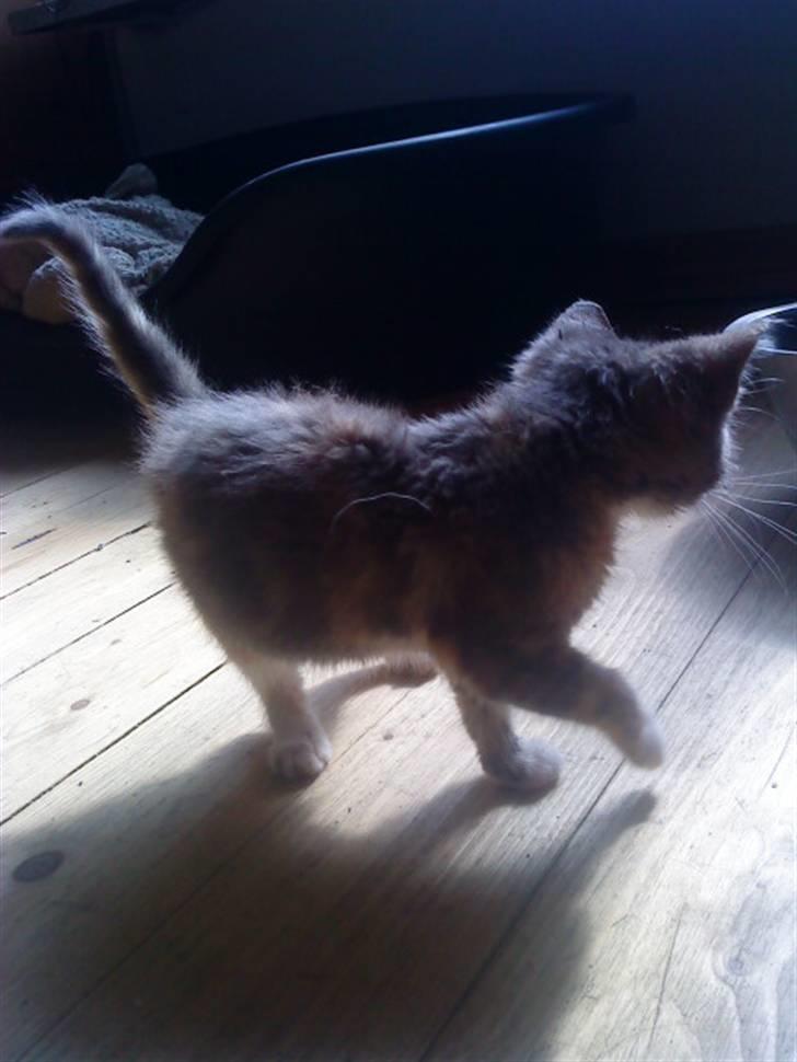 Blanding af racer tigerlilly  r.i.p billede 8