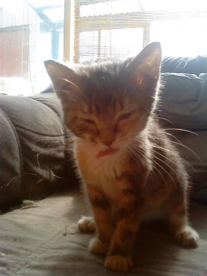 Blanding af racer tigerlilly  r.i.p billede 9