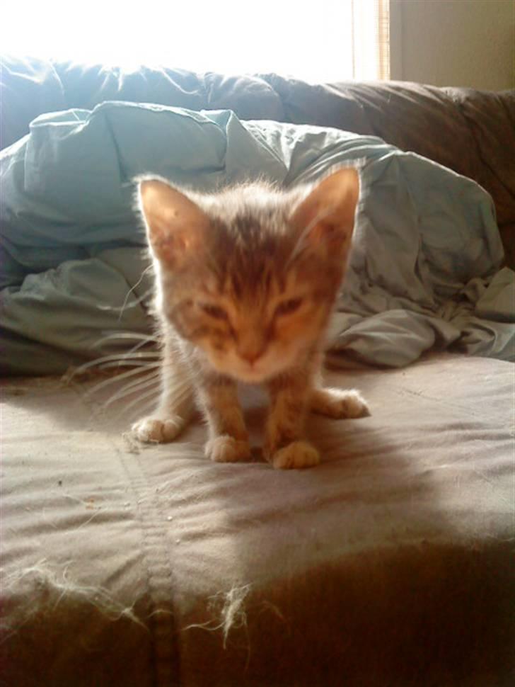 Blanding af racer tigerlilly  r.i.p billede 10