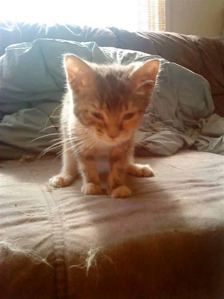 Blanding af racer tigerlilly  r.i.p billede 11