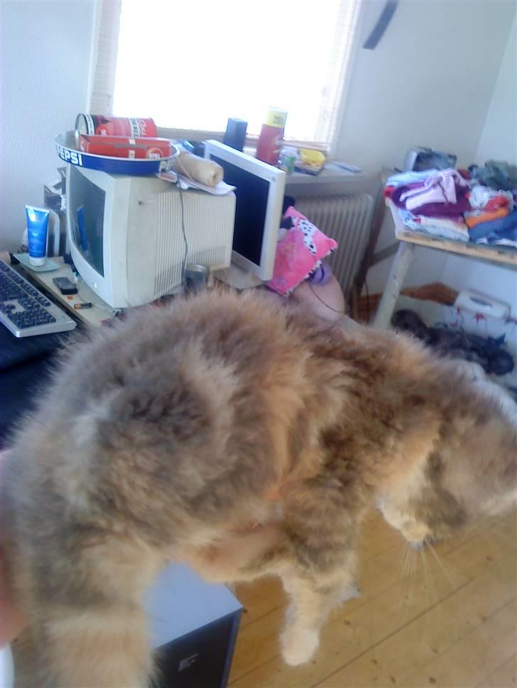 Blanding af racer tigerlilly  r.i.p billede 12